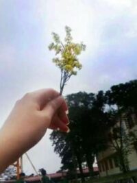 Ảnh bìa của Mối Tình Của Hai Bang Chủ Hắc Bang