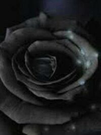 Ảnh bìa của Công Chúa Của Tổ Chức Mafia -Hàn Gia Nghi